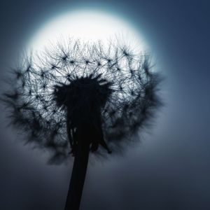 Meet your Posher, Dandelions on the Moon
